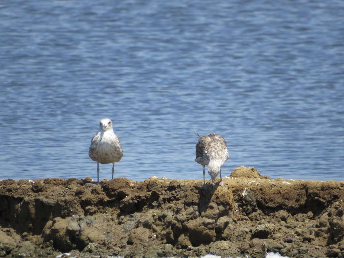 Lesser Black-backed Gull - ML638532368