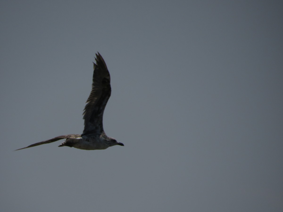Lesser Black-backed Gull - ML638532369