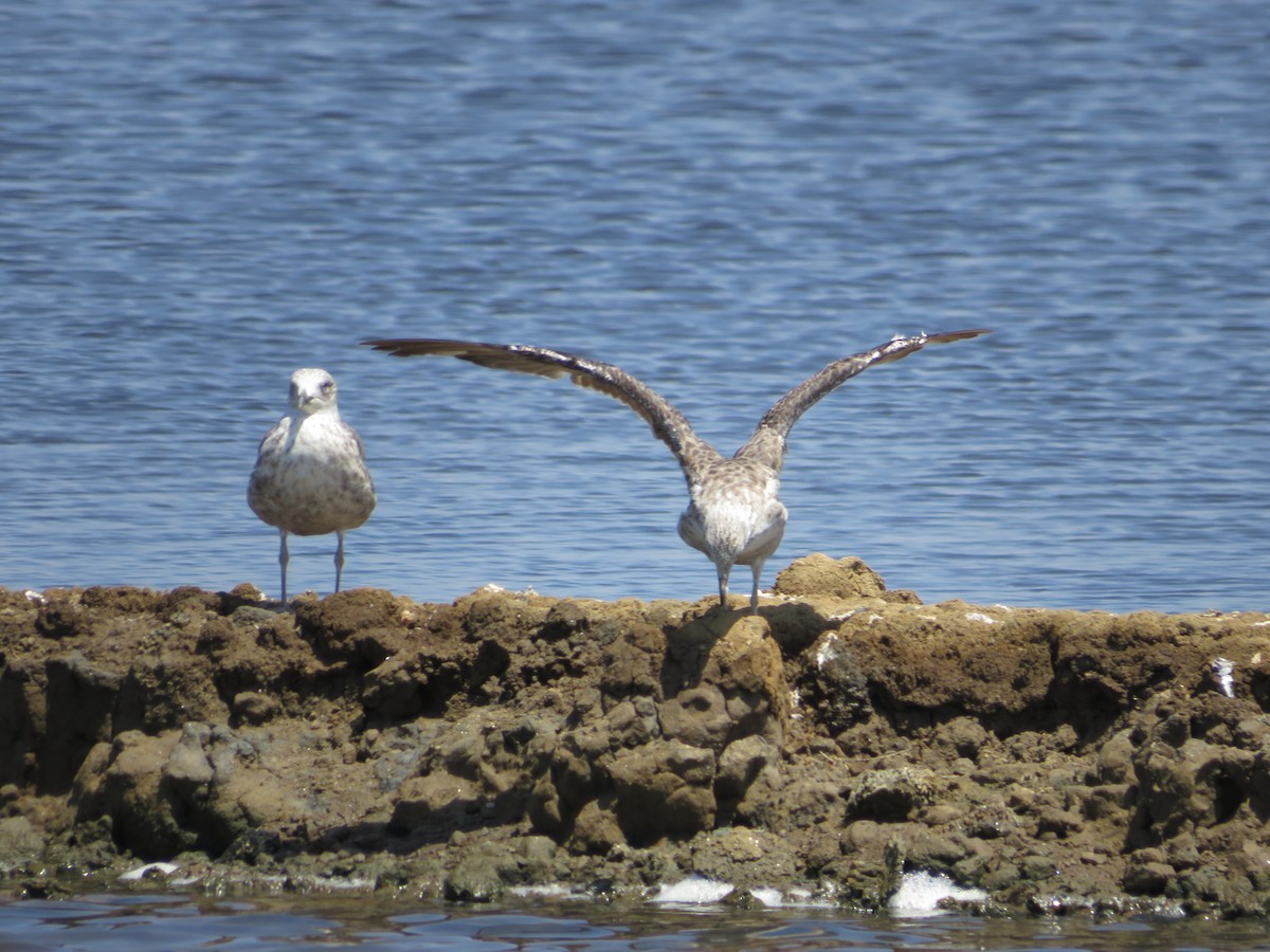 Lesser Black-backed Gull - ML638532371
