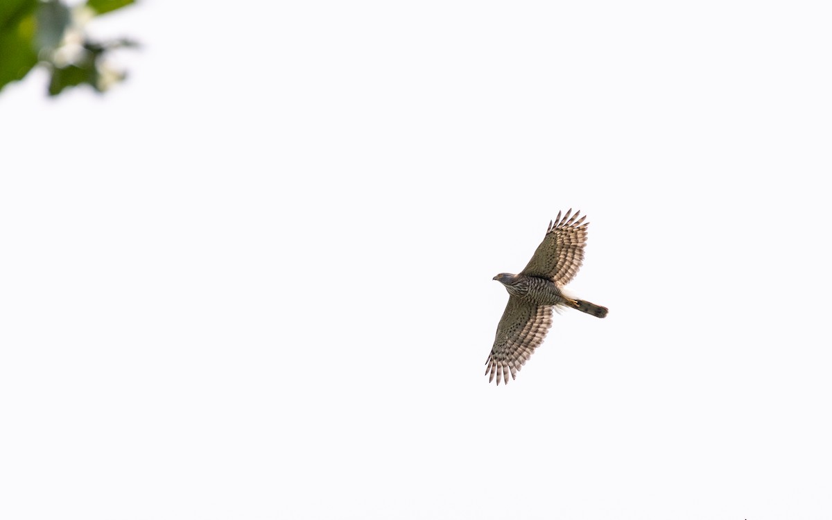 Crested Goshawk - ML638532383