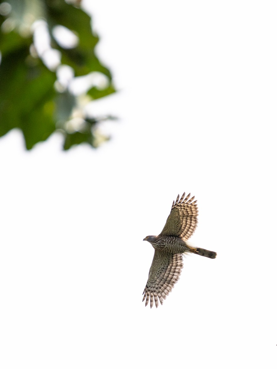 Crested Goshawk - ML638532384