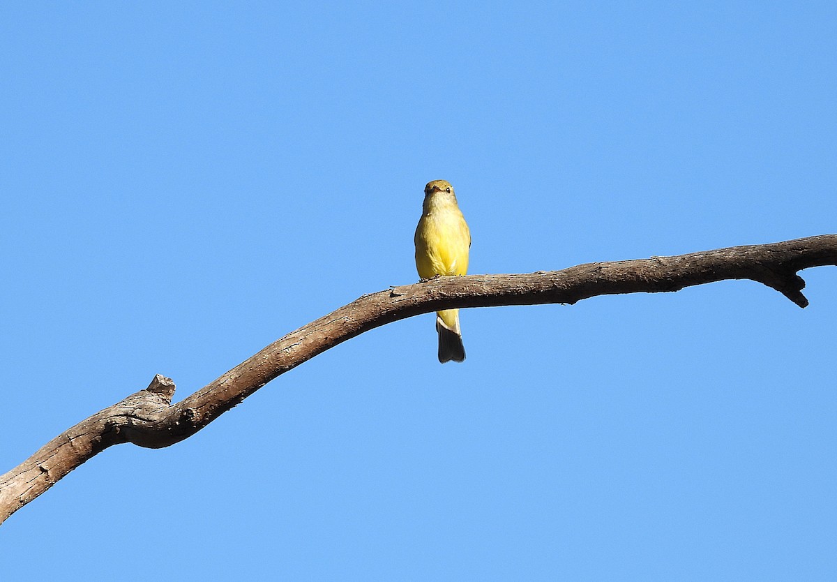 Lemon-bellied Flyrobin - ML638532401