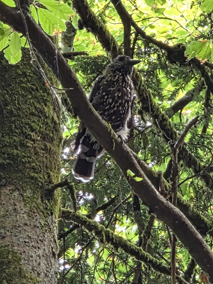 Northern Nutcracker - ML638532411