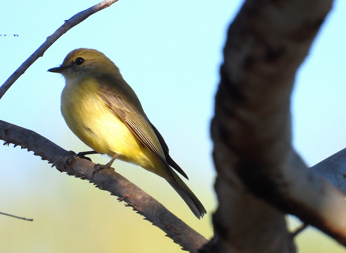 Lemon-bellied Flyrobin - ML638532412