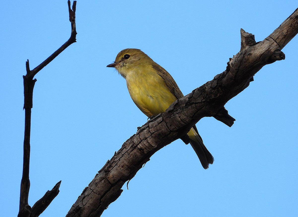 Lemon-bellied Flyrobin - ML638532418