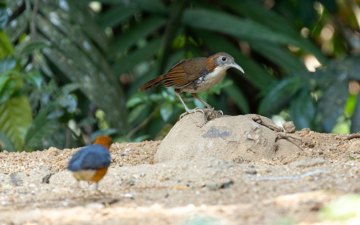 Large Scimitar-Babbler - ML638532442