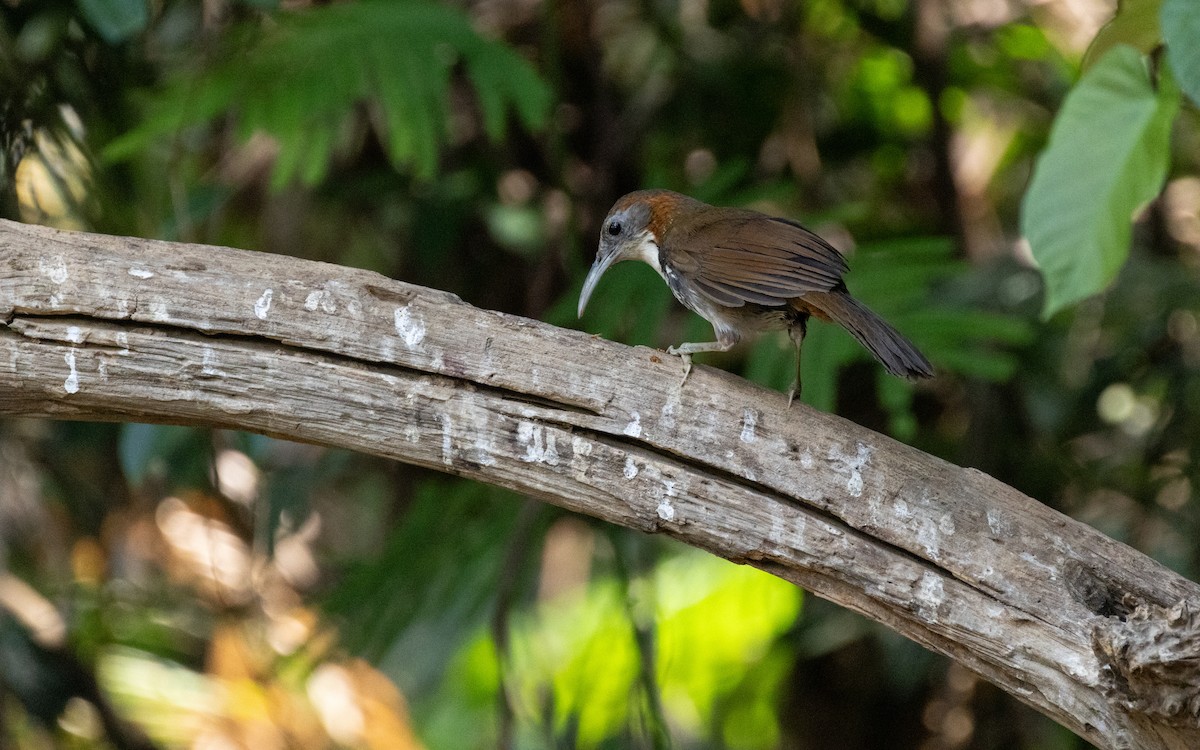 Large Scimitar-Babbler - ML638532443