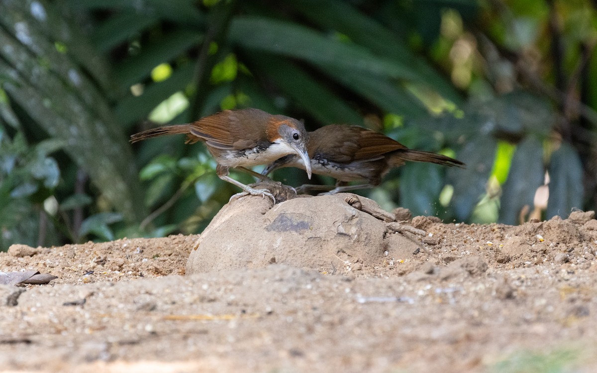 Large Scimitar-Babbler - ML638532444