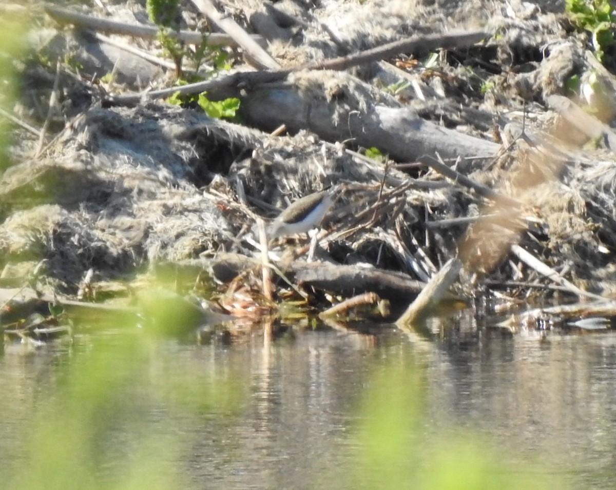 Spotted Sandpiper - ML638532450