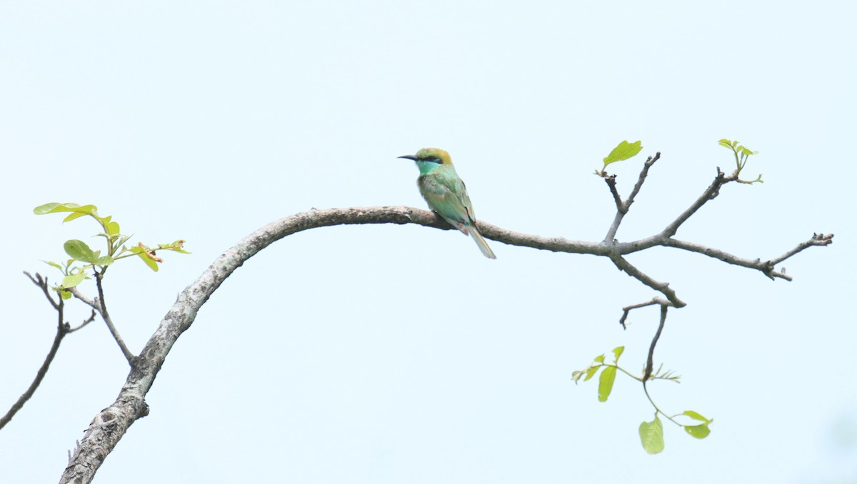 Asian Green Bee-eater - ML638532453