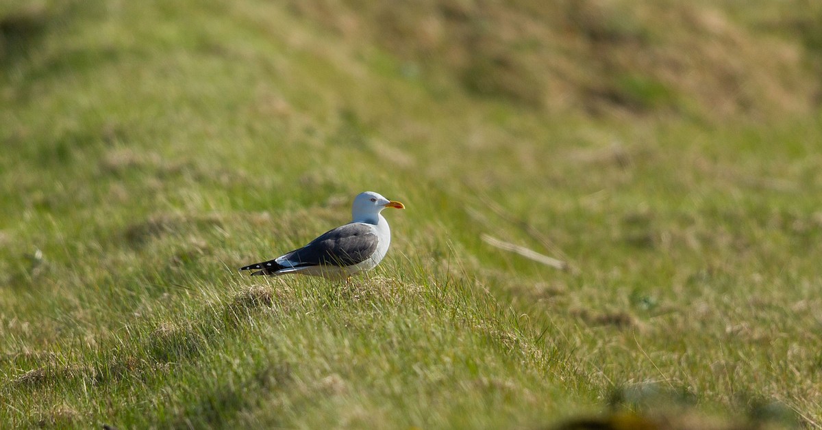 Lesser Black-backed Gull (graellsii) - ML638532493