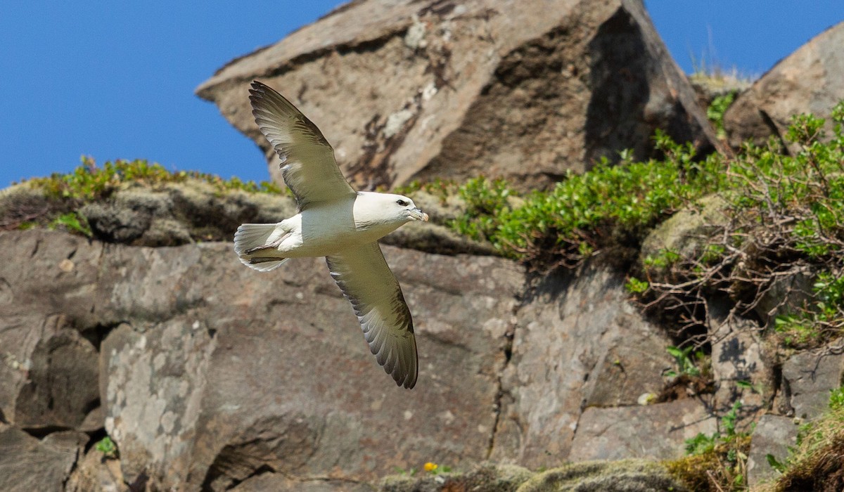 Northern Fulmar (Atlantic) - ML638532512