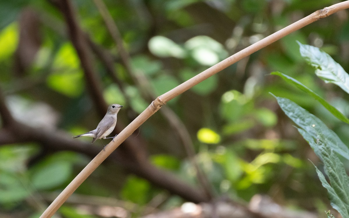 Taiga Flycatcher - ML638532515