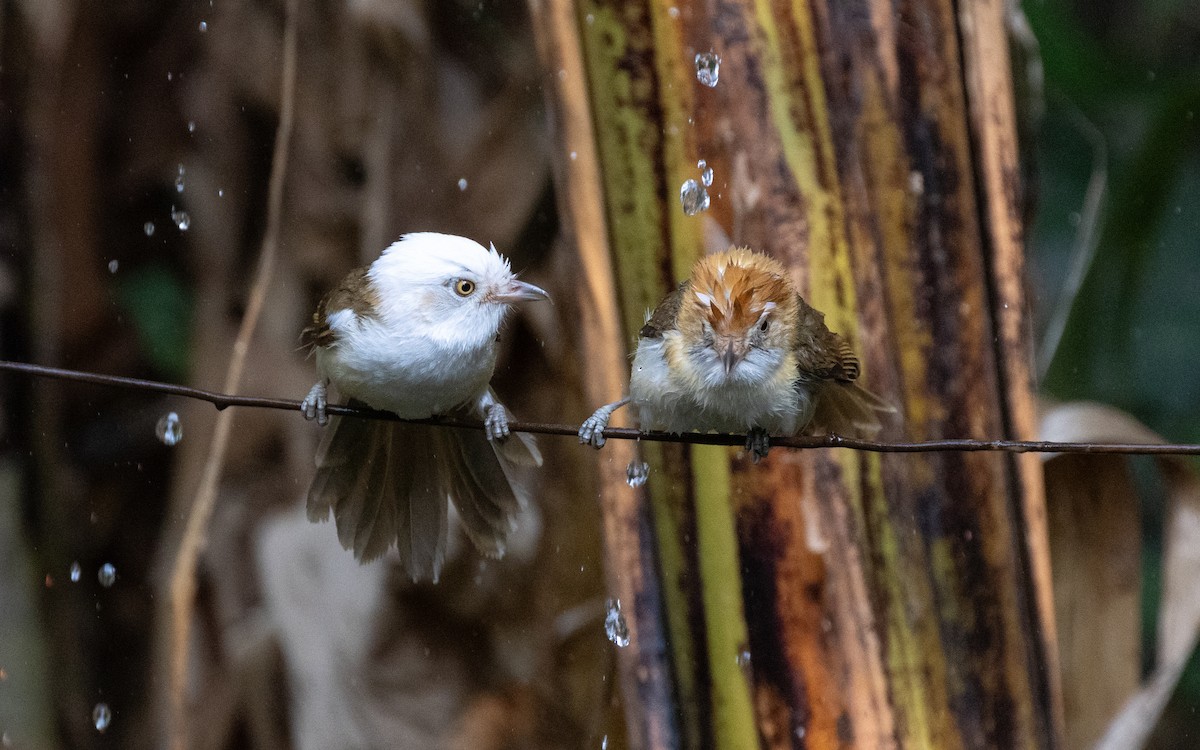 White-hooded Babbler - ML638532527