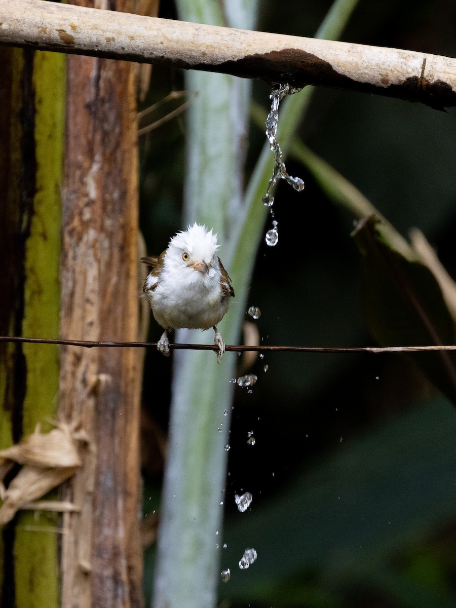 White-hooded Babbler - ML638532529