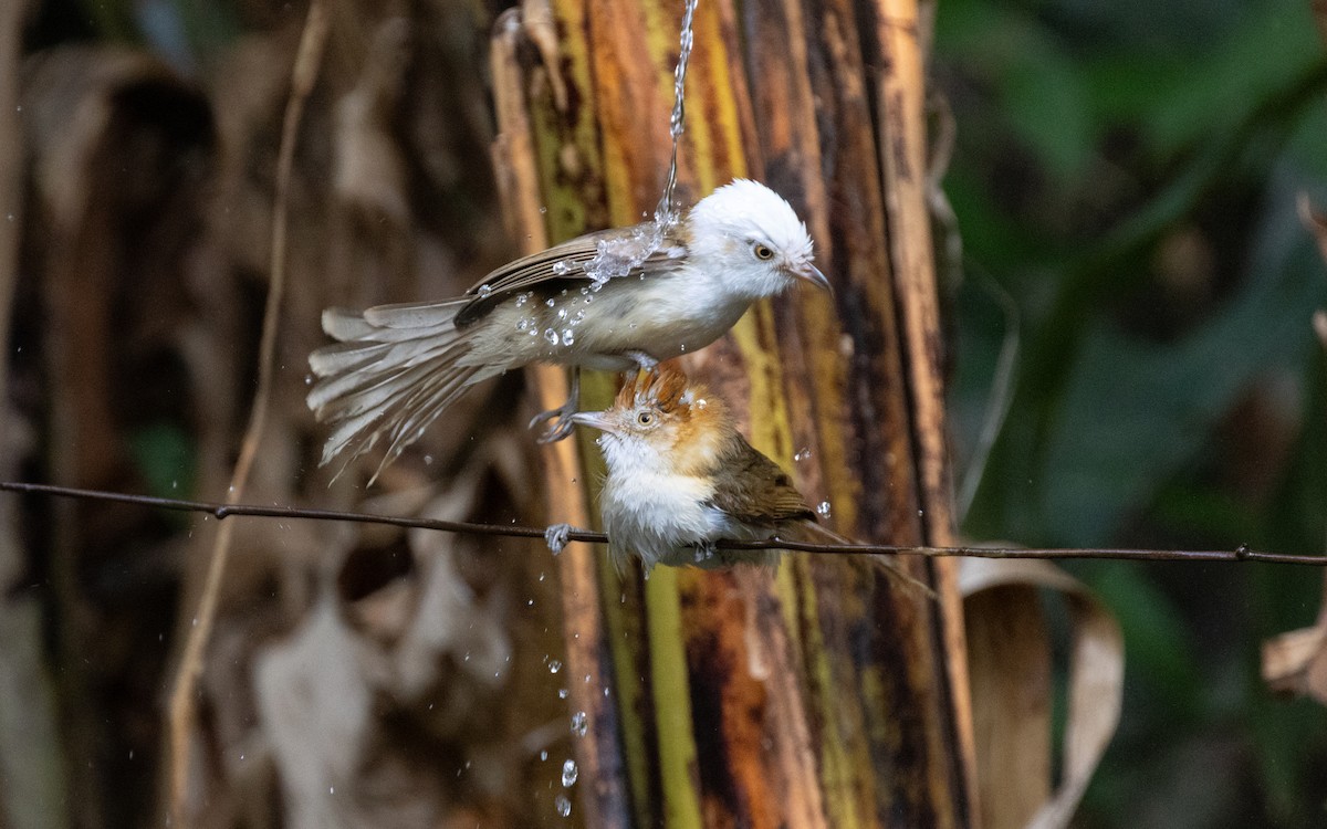 White-hooded Babbler - ML638532531