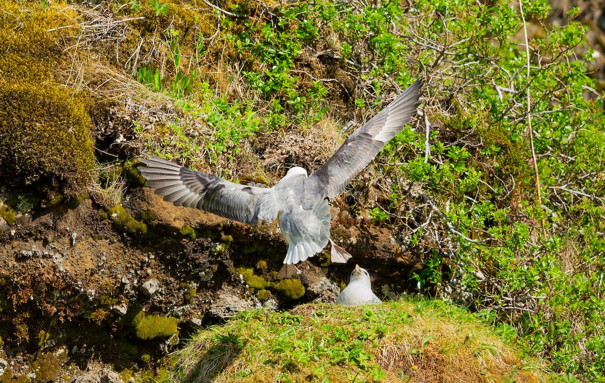 Northern Fulmar (Atlantic) - ML638532533