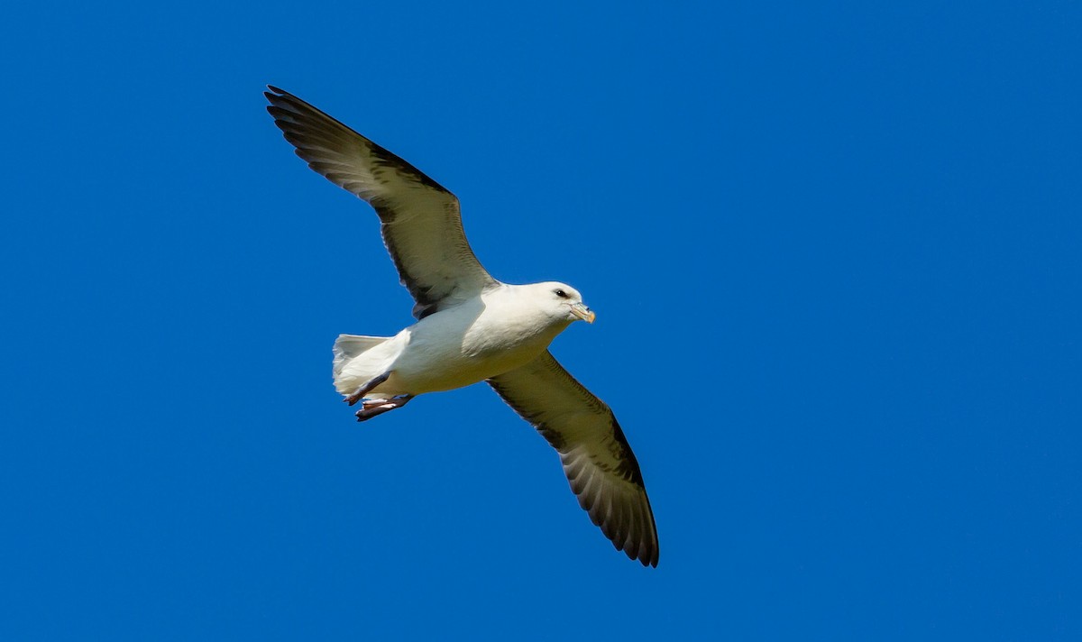Northern Fulmar (Atlantic) - ML638532573