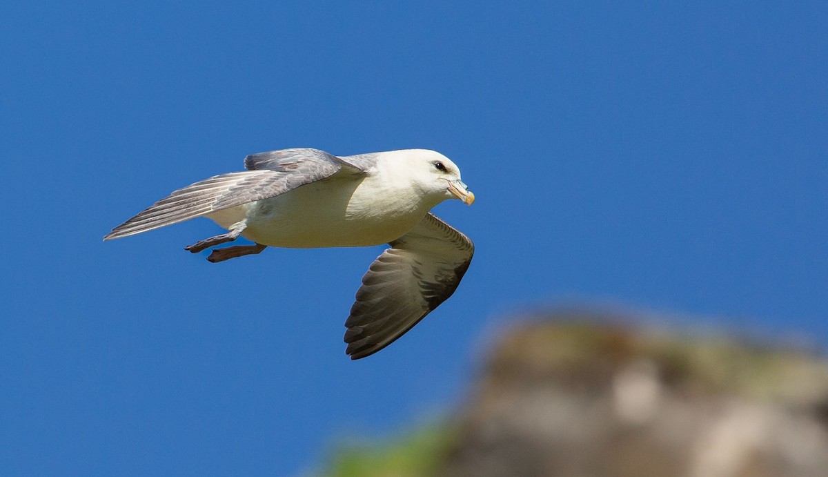 Northern Fulmar (Atlantic) - ML638532582