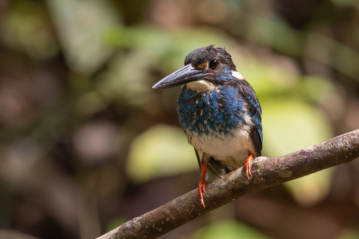 Malaysian Blue-banded Kingfisher - ML638532585