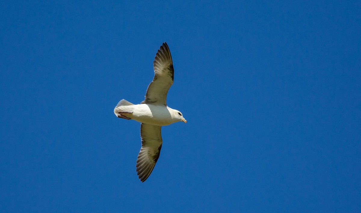 Northern Fulmar (Atlantic) - ML638532593
