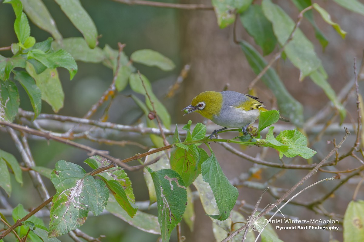 Silvereye - ML638532598