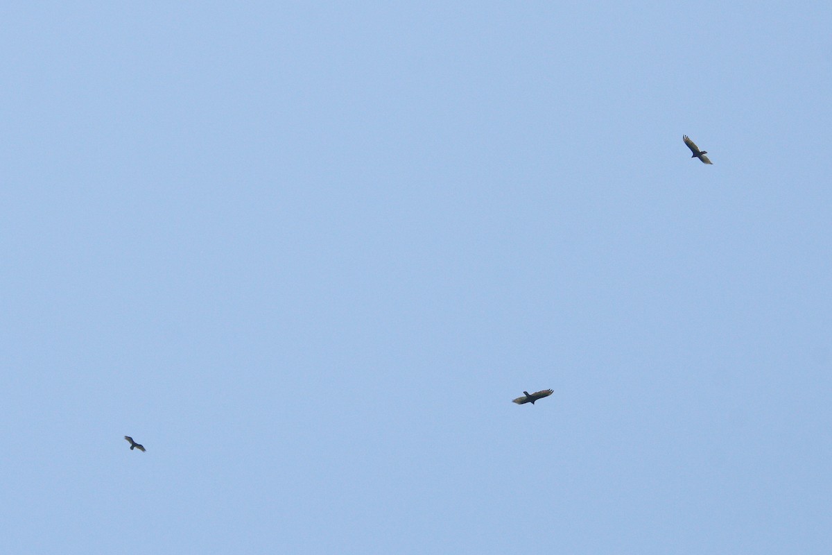 Turkey Vulture - ML638532631