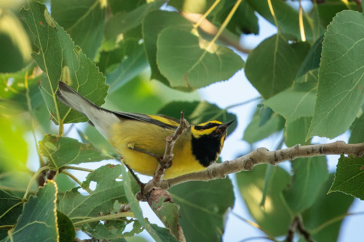 Lawrence's Warbler (hybrid) - ML638532644