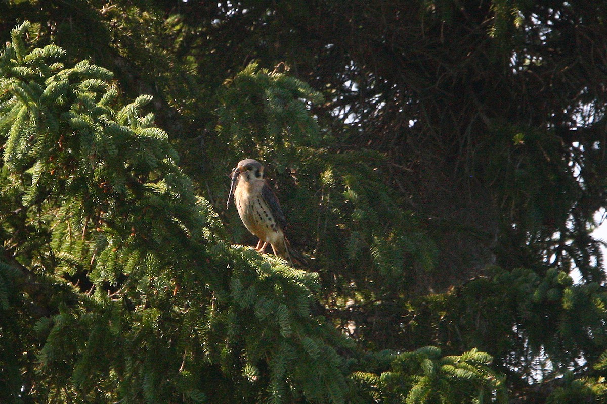 American Kestrel - ML638532673