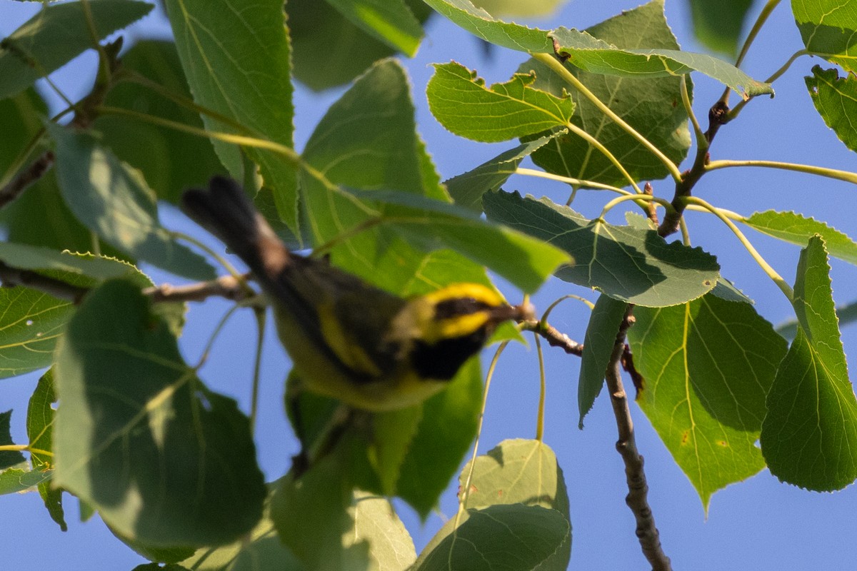 Lawrence's Warbler (hybrid) - ML638532674