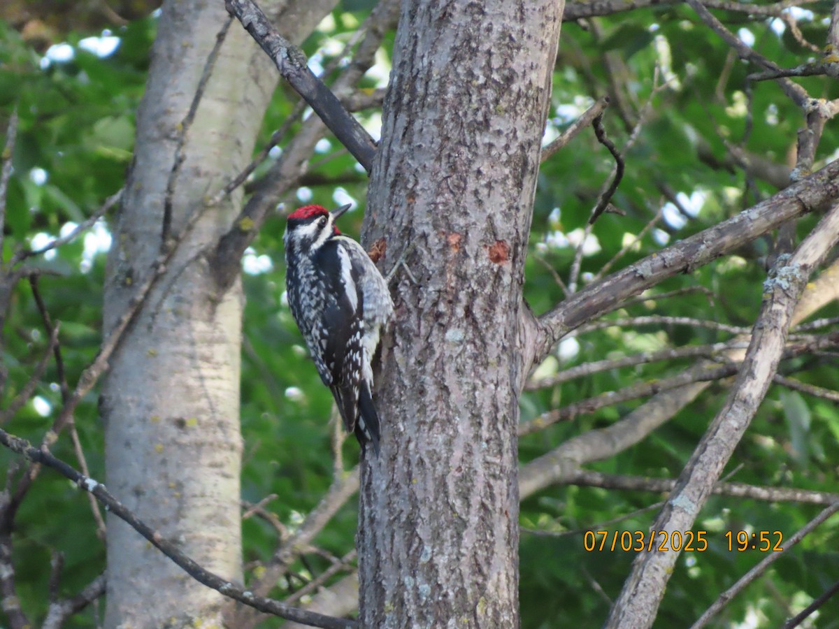 Yellow-bellied Sapsucker - ML638532677