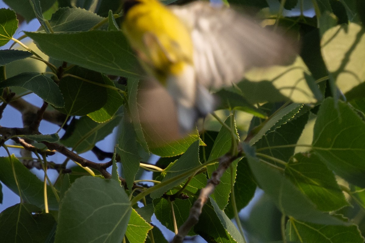 Lawrence's Warbler (hybrid) - ML638532685