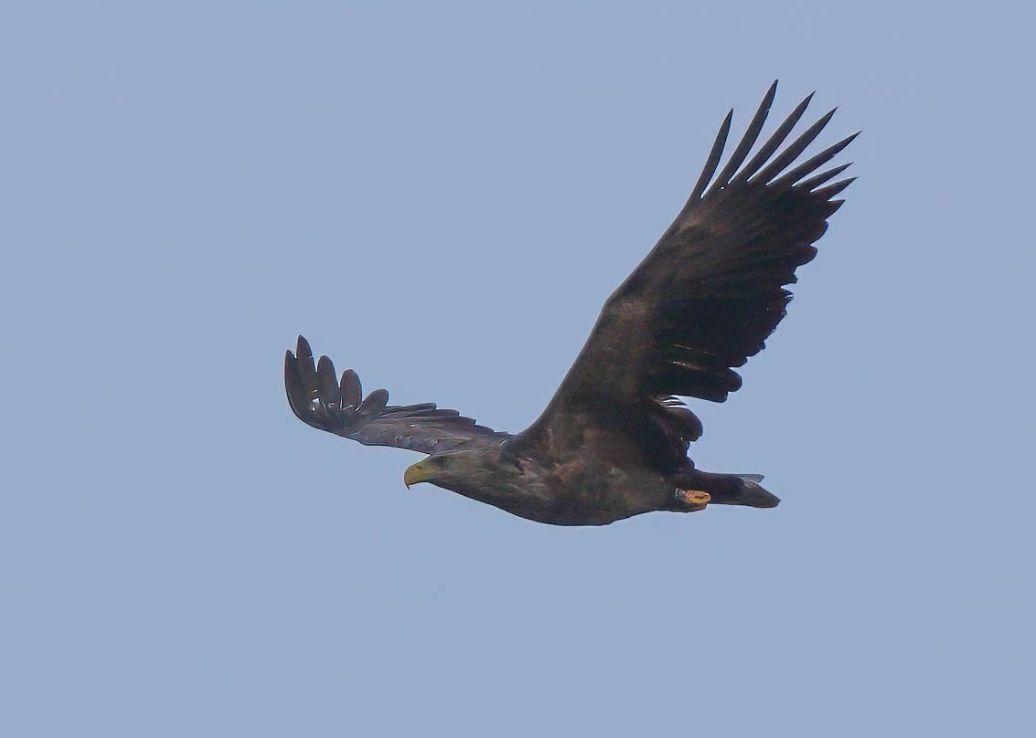 White-tailed Eagle - ML638532713