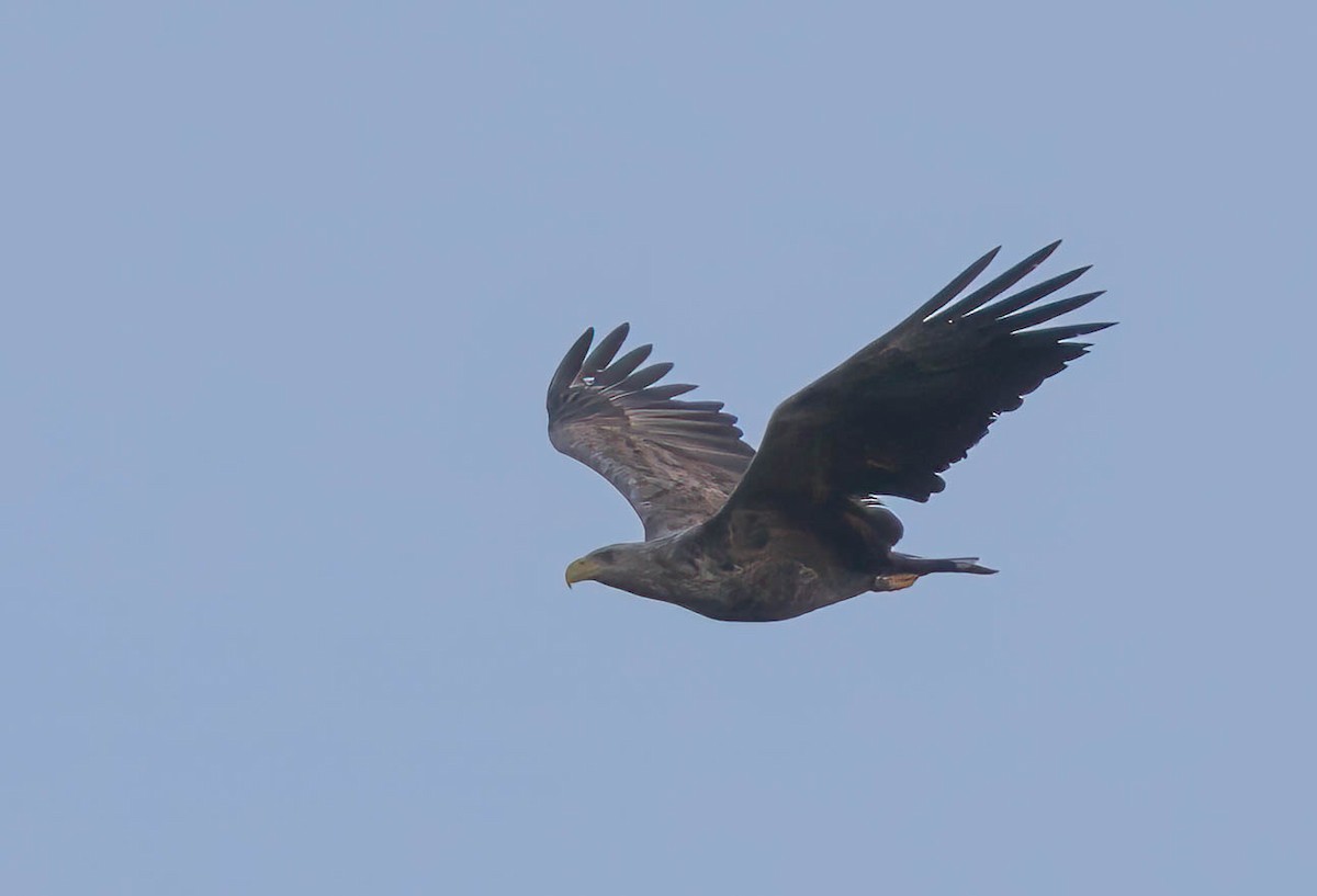 White-tailed Eagle - ML638532724
