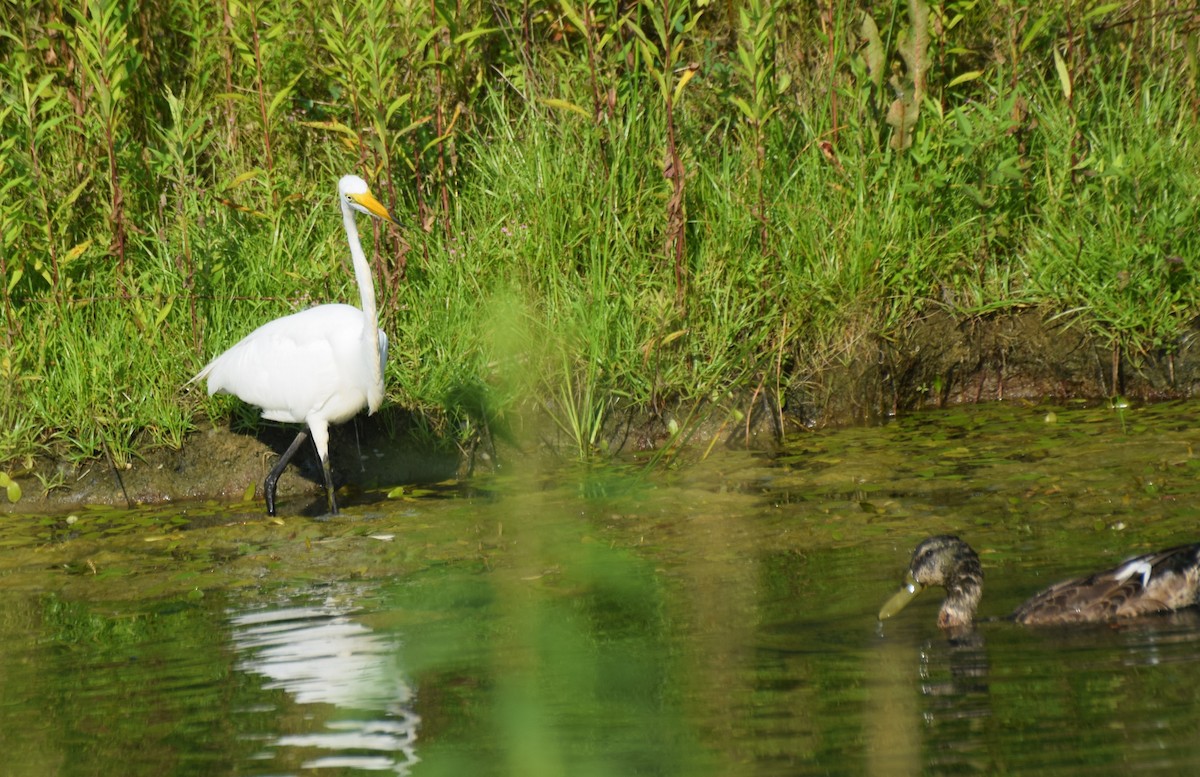 Great Egret - ML638532743