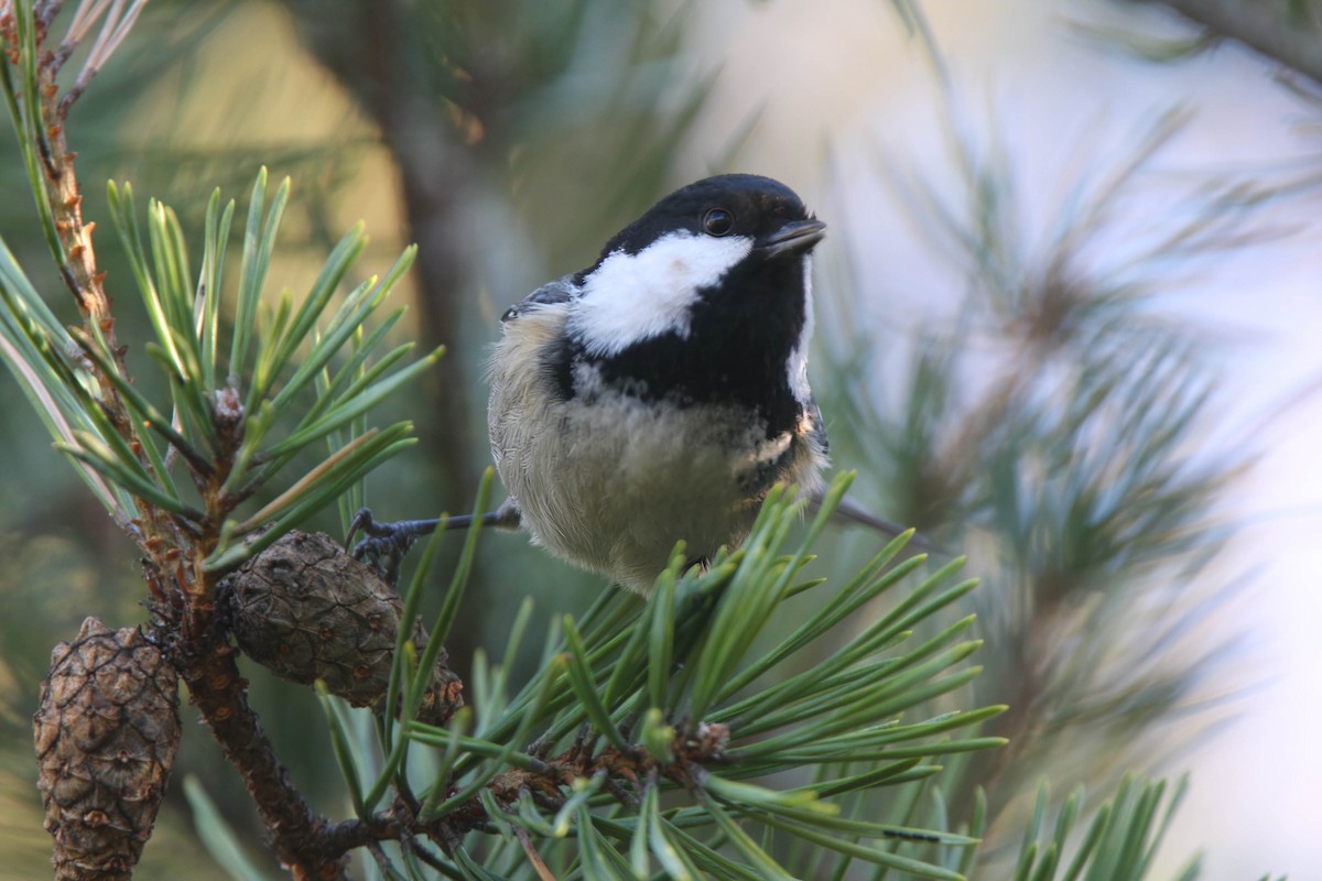 Coal Tit - ML638532746