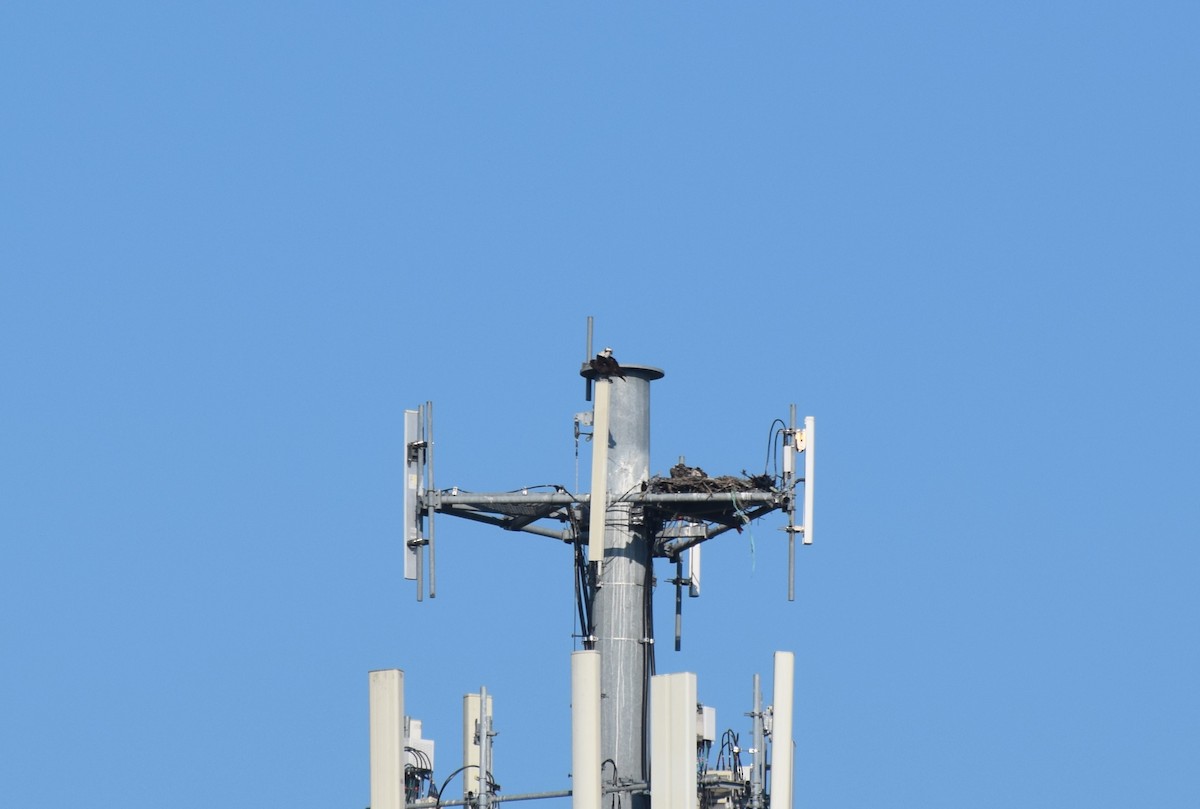 Osprey - ML638532748