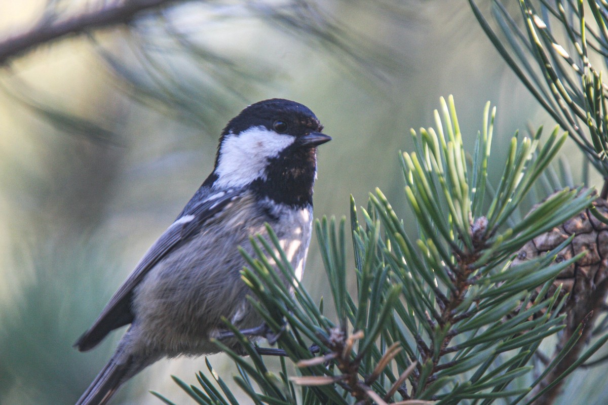 Coal Tit - ML638532751