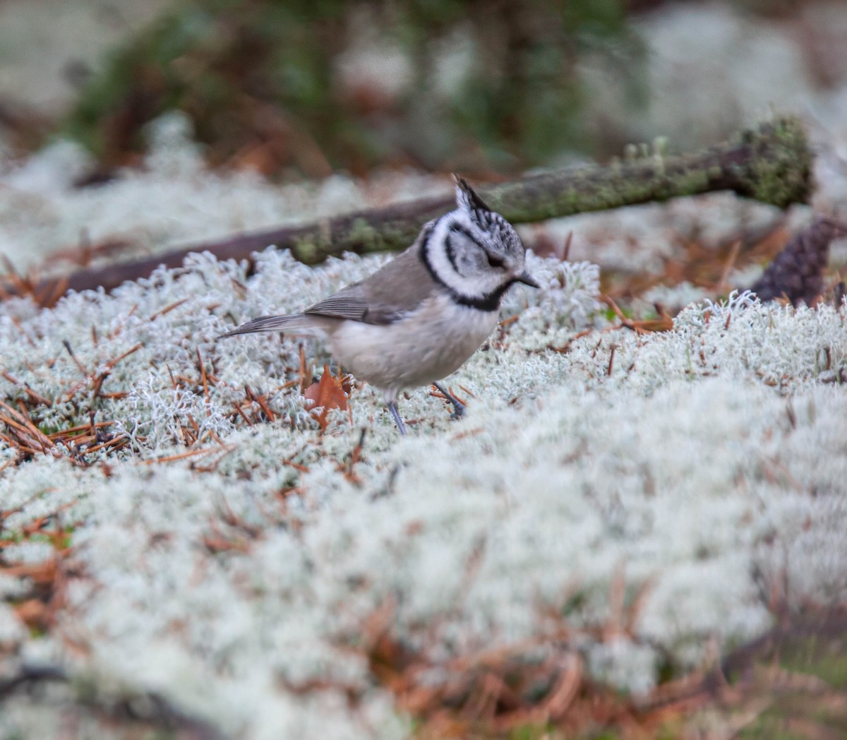Crested Tit - ML638532758