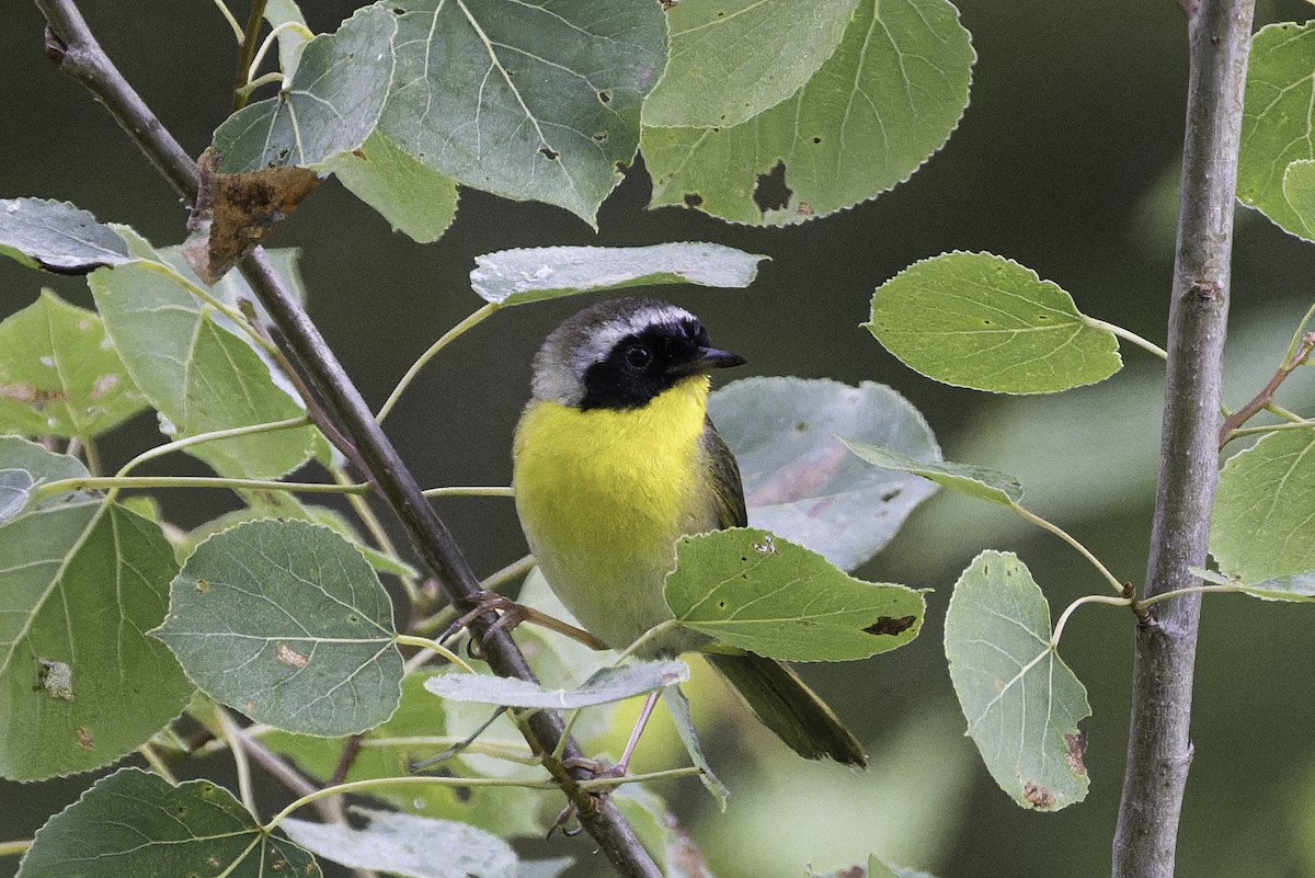 Common Yellowthroat - ML638532761