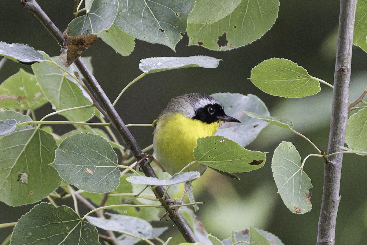 Common Yellowthroat - ML638532762