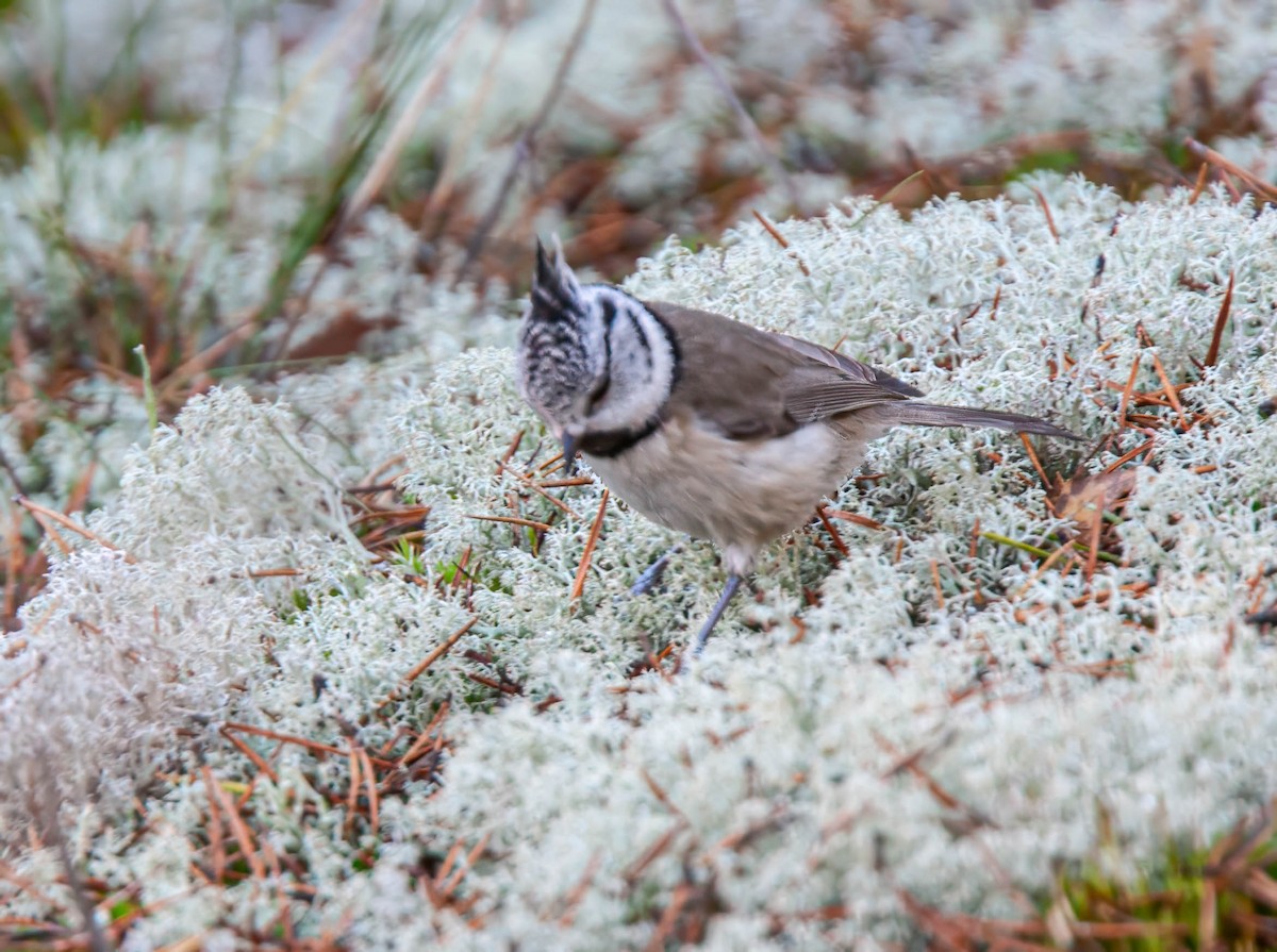 Crested Tit - ML638532778