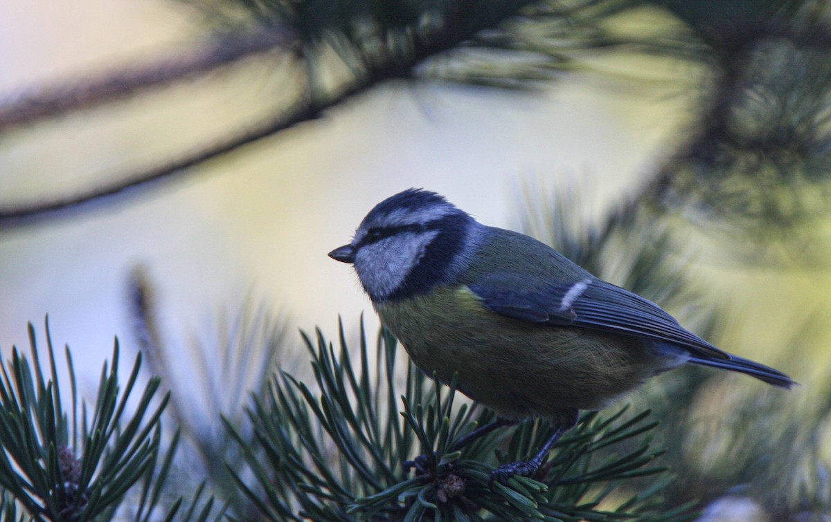 Eurasian Blue Tit - ML638532783
