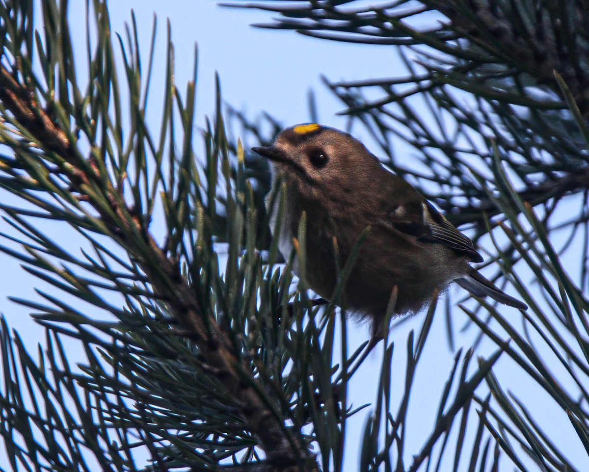 Goldcrest - ML638532786