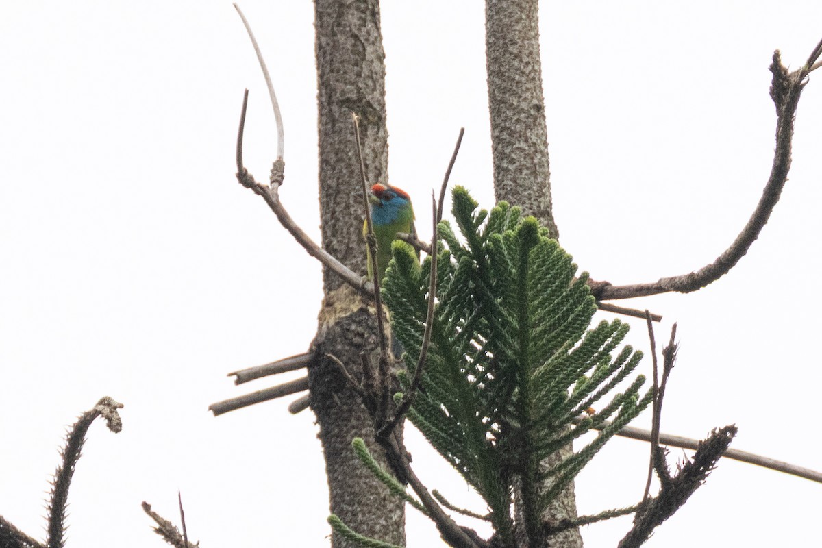 Blue-throated Barbet - ML638532787