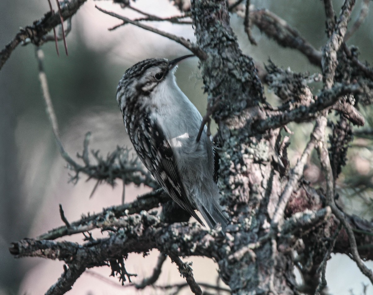 Eurasian Treecreeper - ML638532801