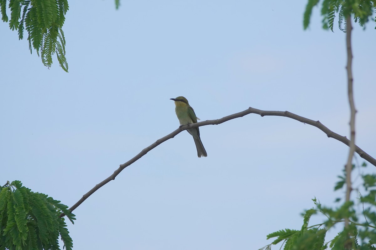 Asian Green Bee-eater - ML638532803