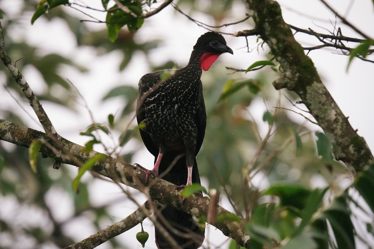Crested Guan - ML638532808