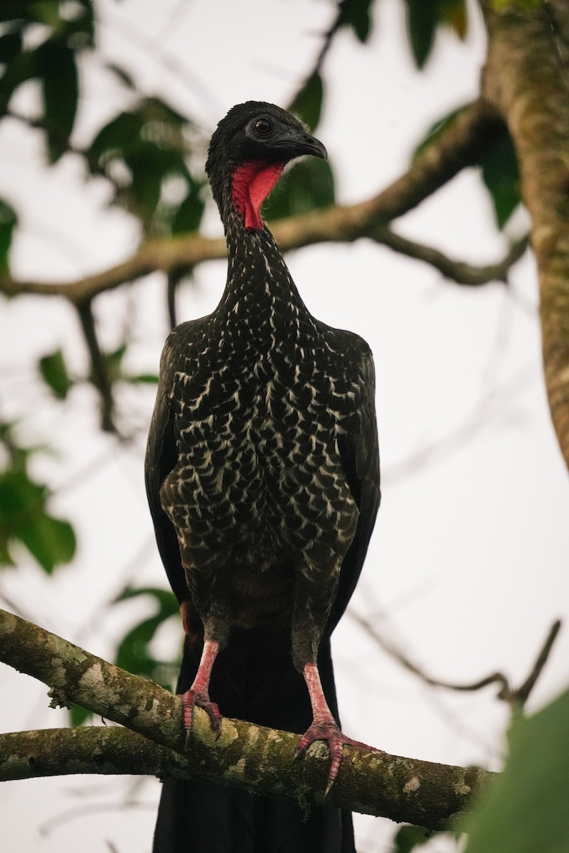 Crested Guan - ML638532809