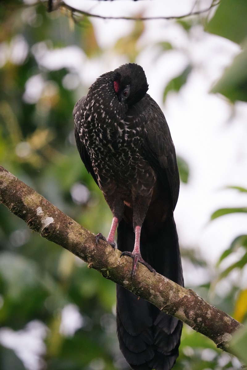 Crested Guan - ML638532810